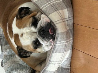我が家の番犬