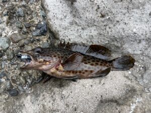 出張先での釣果